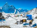 Snöig basläger för nepal vandring med tält och jakar. Majestätiska snöklädda berg i bakgrunden under en klarblå himmel.