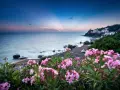 Vacker vy över havet och en kuststad med rosa blommor i förgrunden. En idyllisk bild av badorter i Toscana.