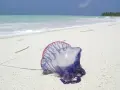 En blåsvart manet, en portugisisk örlogsfartyg, ligger på en vit sandstrand i Thailand. Havet och himlen är blå.