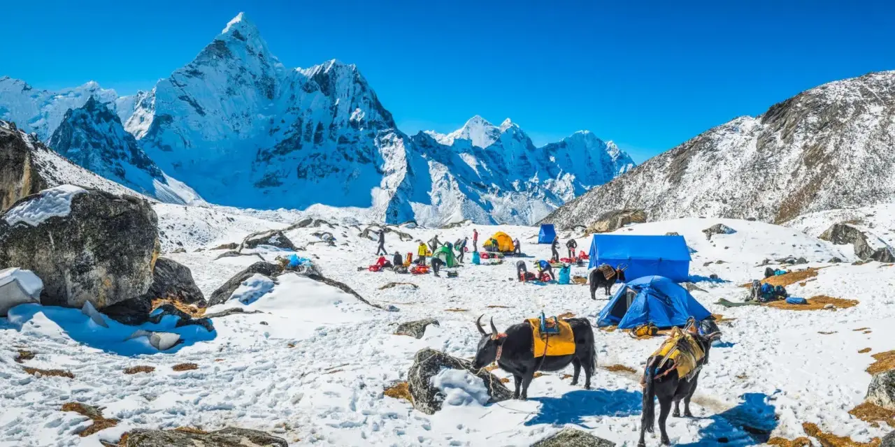 Snöig basläger för nepal vandring med tält och jakar. Majestätiska snöklädda berg i bakgrunden under en klarblå himmel.