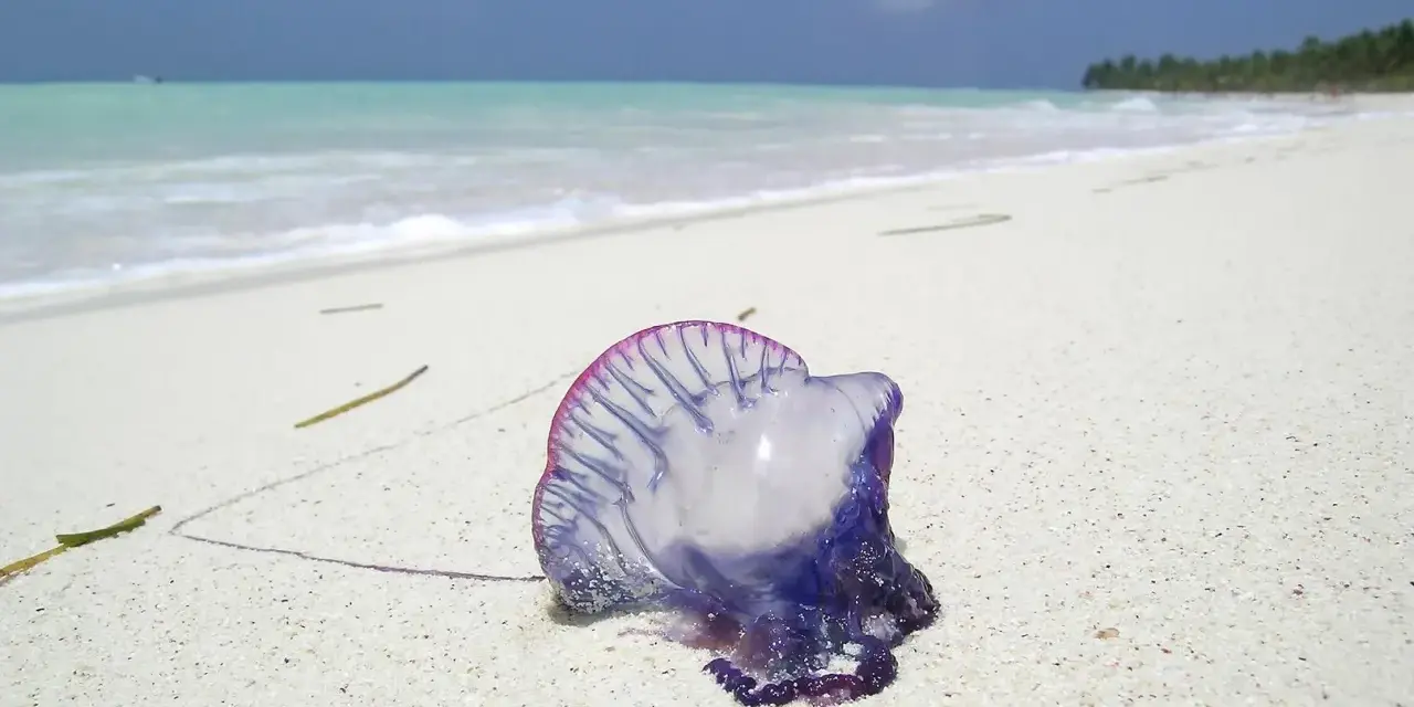 En blåsvart manet, en portugisisk örlogsfartyg, ligger på en vit sandstrand i Thailand. Havet och himlen är blå.