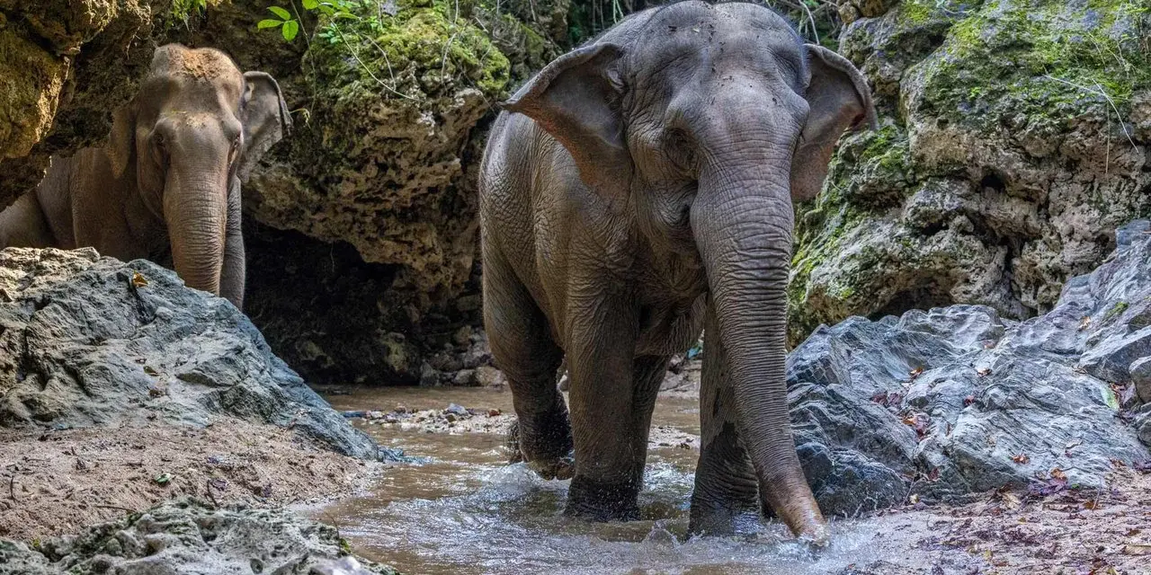 Två elefanter vadar i en bäck i en djungel. Trots att de är majestätiska, kan dessa **farliga djur i Thailand** vara en utmaning att möta.