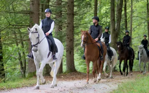 En grupp ryttare njuter av en skogspromenad, en perfekt upplevelse för ridresor i Sverige.