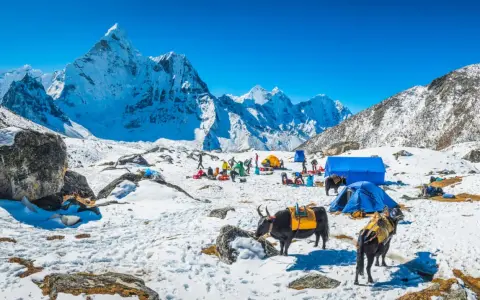 Snöig basläger för nepal vandring med tält och jakar. Majestätiska snöklädda berg i bakgrunden under en klarblå himmel.