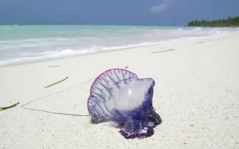 En blåsvart manet, en portugisisk örlogsfartyg, ligger på en vit sandstrand i Thailand. Havet och himlen är blå.