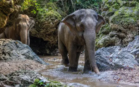 Två elefanter vadar i en bäck i en djungel. Trots att de är majestätiska, kan dessa **farliga djur i Thailand** vara en utmaning att möta.