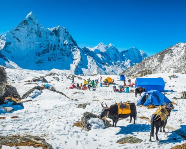 Snöig basläger för nepal vandring med tält och jakar. Majestätiska snöklädda berg i bakgrunden under en klarblå himmel.