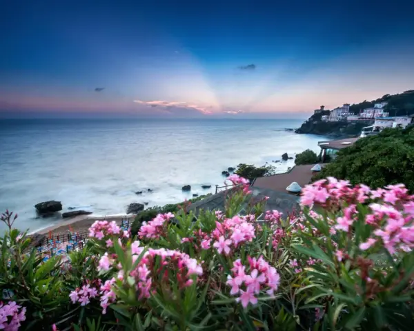 Vacker vy över havet och en kuststad med rosa blommor i förgrunden. En idyllisk bild av badorter i Toscana.