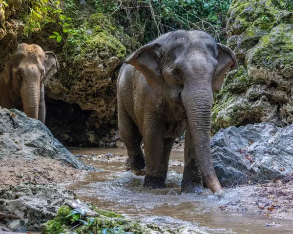 Två elefanter vadar i en bäck i en djungel. Trots att de är majestätiska, kan dessa **farliga djur i Thailand** vara en utmaning att möta.