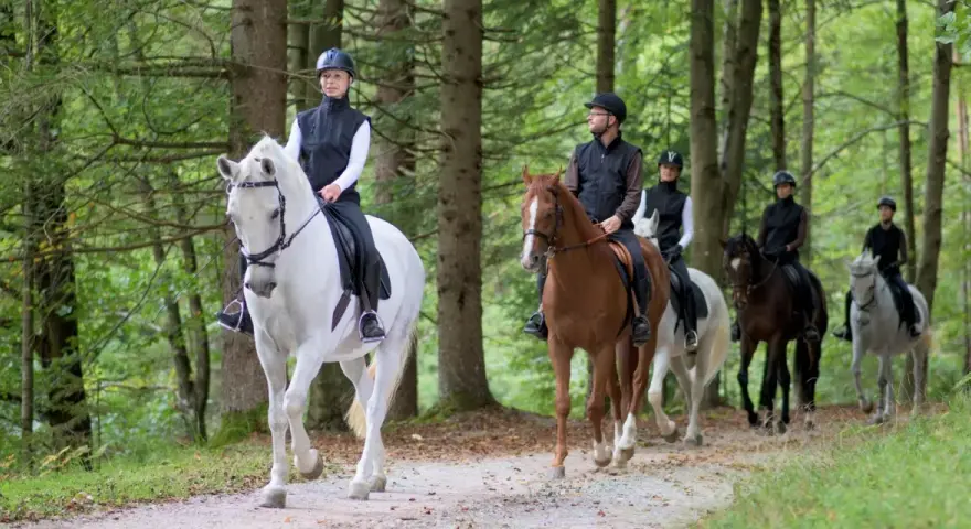 En grupp ryttare njuter av en skogspromenad, en perfekt upplevelse för ridresor i Sverige.
