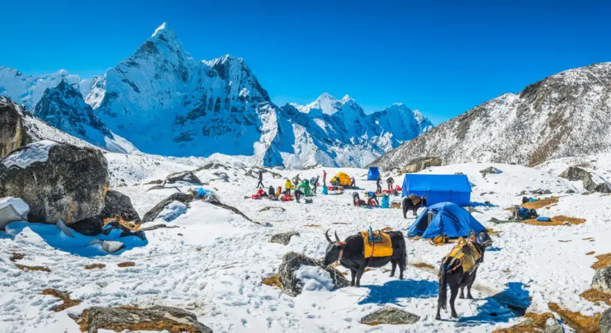 Snöig basläger för nepal vandring med tält och jakar. Majestätiska snöklädda berg i bakgrunden under en klarblå himmel.