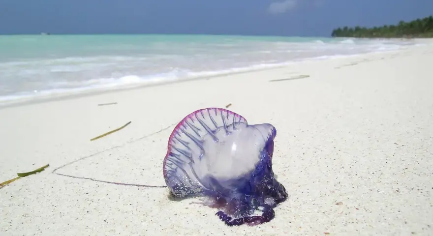 En blåsvart manet, en portugisisk örlogsfartyg, ligger på en vit sandstrand i Thailand. Havet och himlen är blå.