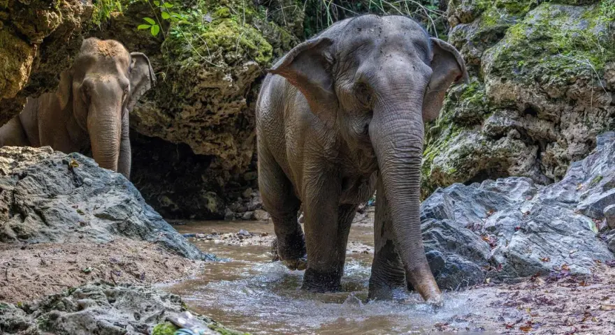 Två elefanter vadar i en bäck i en djungel. Trots att de är majestätiska, kan dessa **farliga djur i Thailand** vara en utmaning att möta.