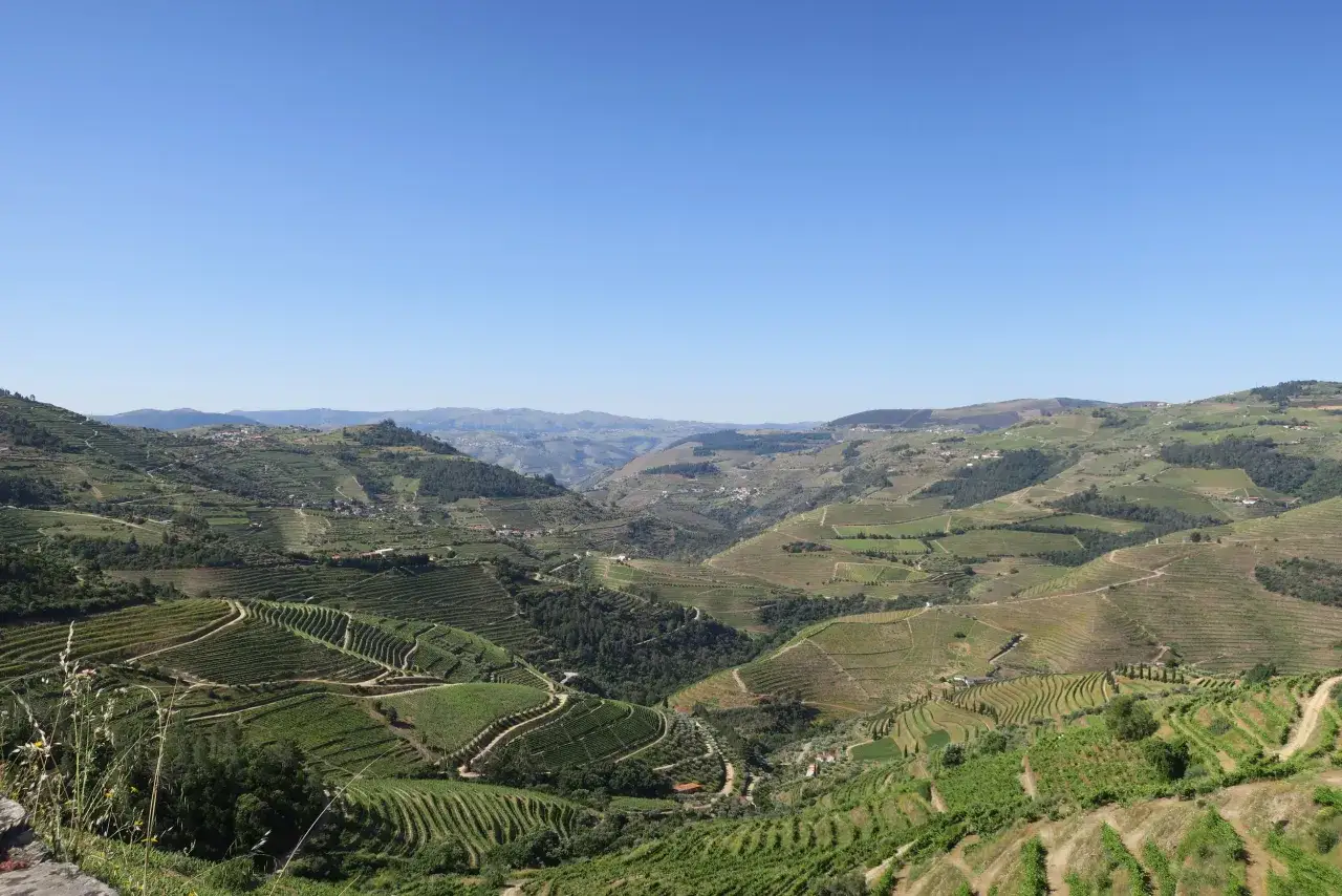 Vackert landskap med terrasserade ving&aring;rdar som slingrar sig uppf&ouml;r kullarna i norra Portugal. En klarbl&aring; himmel vilar &ouml;ver dalen.