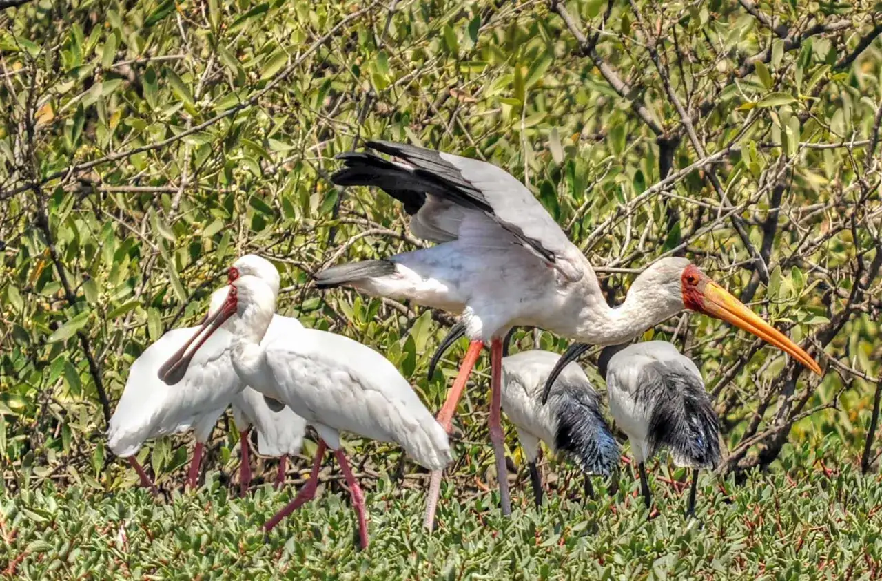 F&aring;glar vid en flodbank i Gambia. En guln&auml;bbad stork med l&aring;ng, orange n&auml;bb st&aring;r bland flera vita skedn&auml;bbade storkar. En del av Gambias fantastiska djurliv f&ouml;r turism.