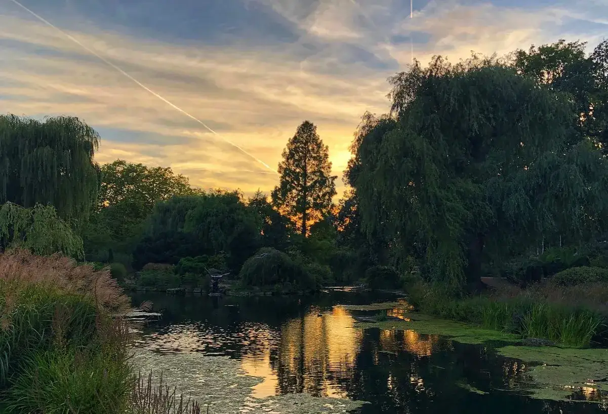 En lugn kv&auml;ll i en park i London. Vattnet speglar den gyllene himlen och tr&auml;den.