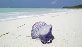 En blåsvart manet, en portugisisk örlogsfartyg, ligger på en vit sandstrand i Thailand. Havet och himlen är blå.