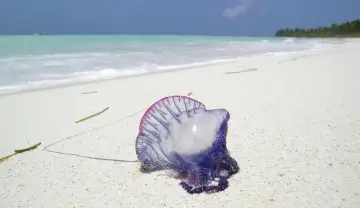 En blåsvart manet, en portugisisk örlogsfartyg, ligger på en vit sandstrand i Thailand. Havet och himlen är blå.